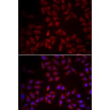 Immunofluorescence - Anti-CCL25 Antibody (A6543) - Antibodies.com