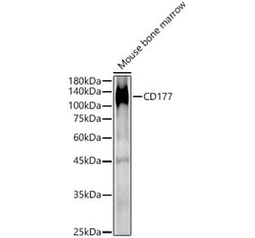 Western Blot - Anti-CD177 Antibody (A9909) - Antibodies.com