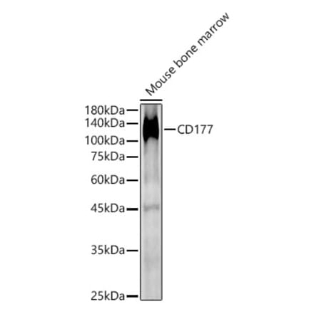 Western Blot - Anti-CD177 Antibody (A9909) - Antibodies.com