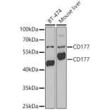 Western Blot - Anti-CD177 Antibody (A9909) - Antibodies.com