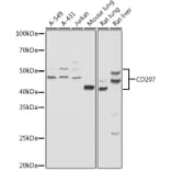 Western Blot - Anti-Langerin Antibody (A9911) - Antibodies.com
