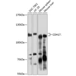 Western Blot - Anti-CDH17 Antibody (A6555) - Antibodies.com