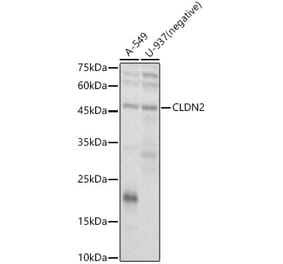Western Blot - Anti-Claudin 2 Antibody (A9915) - Antibodies.com