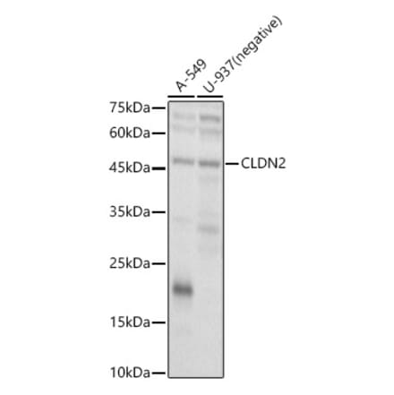 Western Blot - Anti-Claudin 2 Antibody (A9915) - Antibodies.com