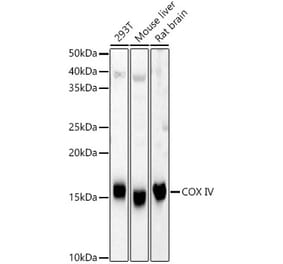 Western Blot - Anti-COX IV Antibody (A9916) - Antibodies.com