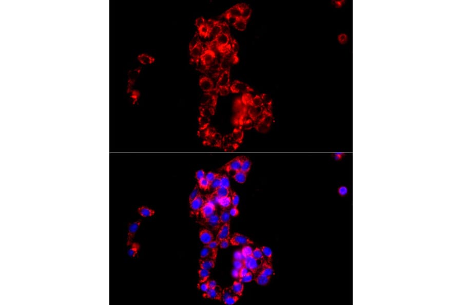 Immunofluorescence - Anti-COX IV Antibody (A9916) - Antibodies.com