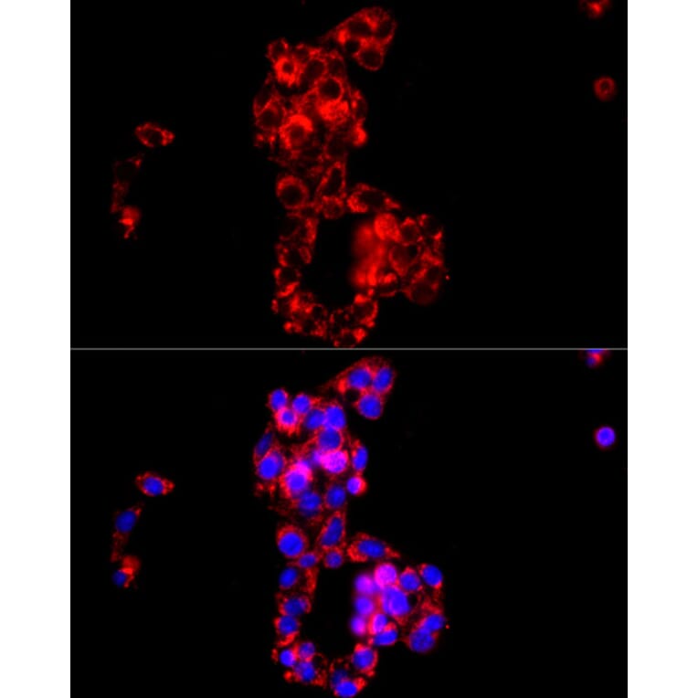 Immunofluorescence - Anti-COX IV Antibody (A9916) - Antibodies.com