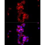 Immunofluorescence - Anti-COX IV Antibody (A9916) - Antibodies.com