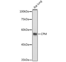 Western Blot - Anti-CPM Antibody (A9917) - Antibodies.com