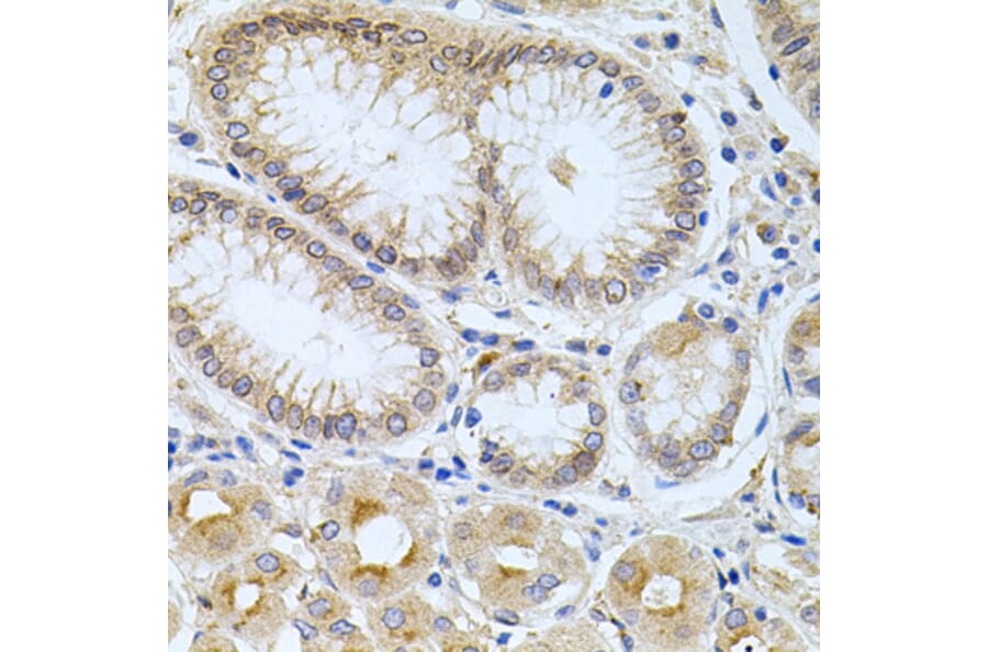Immunohistochemistry - Anti-CPM Antibody (A9917) - Antibodies.com