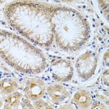 Immunohistochemistry - Anti-CPM Antibody (A9917) - Antibodies.com