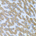 Immunohistochemistry - Anti-CPM Antibody (A9917) - Antibodies.com