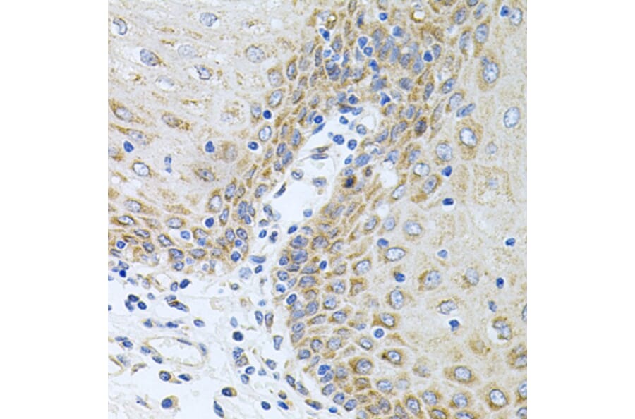 Immunohistochemistry - Anti-CPM Antibody (A9917) - Antibodies.com