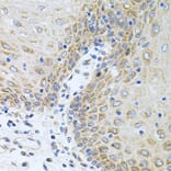 Immunohistochemistry - Anti-CPM Antibody (A9917) - Antibodies.com