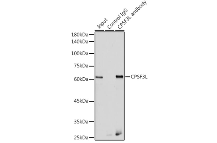 Western Blot - Anti-INTS11 Antibody (A9918) - Antibodies.com