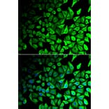 Immunofluorescence - Anti-DPP7 Antibody (A6579) - Antibodies.com
