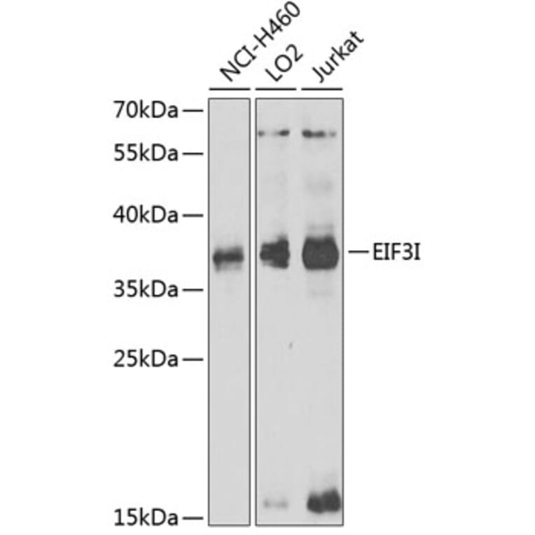 Western Blot - Anti-EIF3I Antibody (A6582) - Antibodies.com