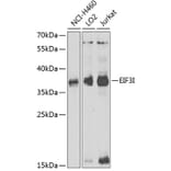 Western Blot - Anti-EIF3I Antibody (A6582) - Antibodies.com