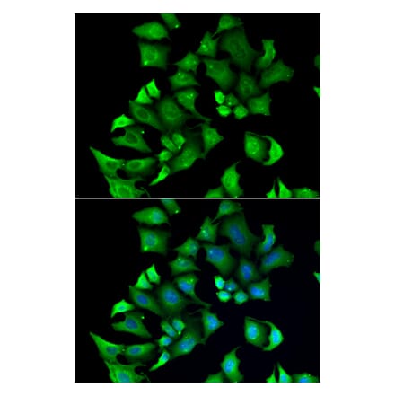 Immunofluorescence - Anti-ENTPD2 Antibody (A9924) - Antibodies.com