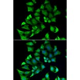 Immunofluorescence - Anti-ENTPD2 Antibody (A9924) - Antibodies.com