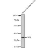 Western Blot - Anti-FRZB Antibody (A9927) - Antibodies.com