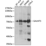 Western Blot - Anti-GALNT3 Antibody (A6596) - Antibodies.com