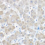 Immunohistochemistry - Anti-GAMT Antibody (A9930) - Antibodies.com