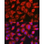 Immunofluorescence - Anti-GAMT Antibody (A9930) - Antibodies.com