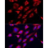 Immunofluorescence - Anti-GAMT Antibody (A9930) - Antibodies.com