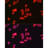 Immunofluorescence - Anti-GAMT Antibody (A9930) - Antibodies.com