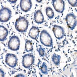 Immunohistochemistry - Anti-GLP2R Antibody (A9933) - Antibodies.com