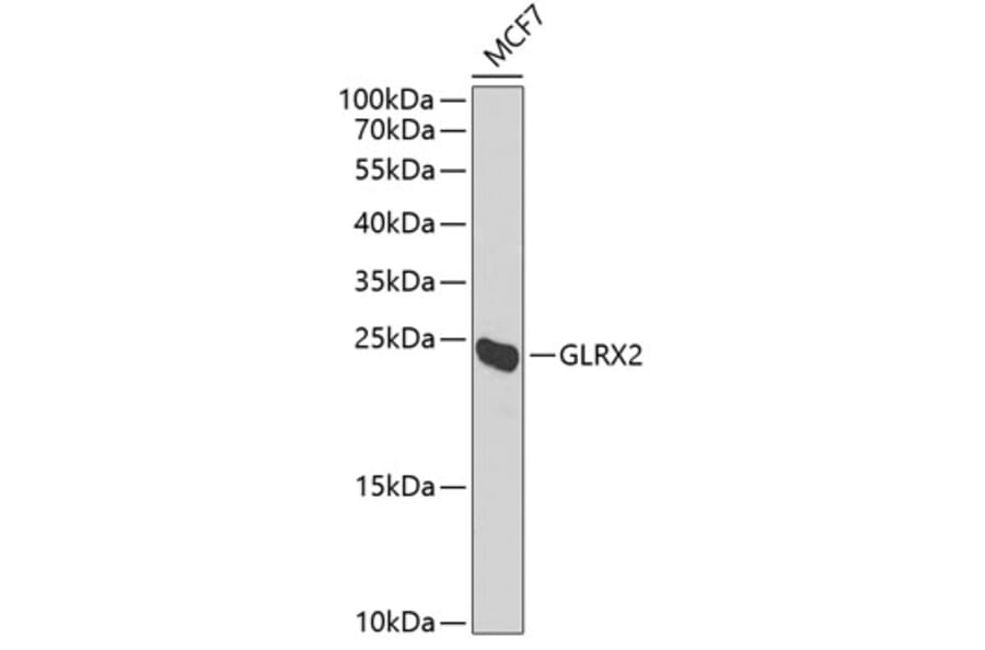 Western Blot - Anti-GLRX2 Antibody (A6603) - Antibodies.com