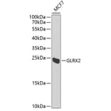 Western Blot - Anti-GLRX2 Antibody (A6603) - Antibodies.com