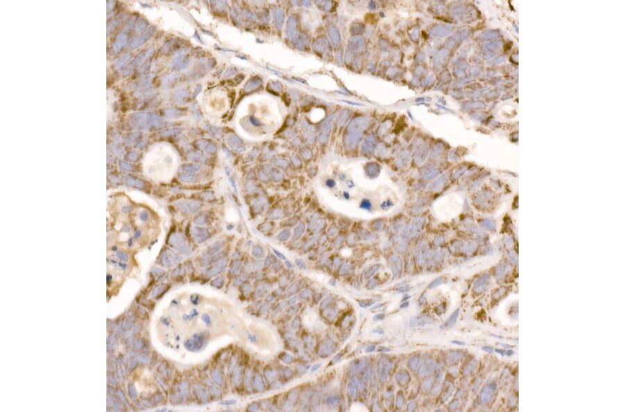 Immunohistochemistry - Anti-GLUD2 Antibody (A9935) - Antibodies.com
