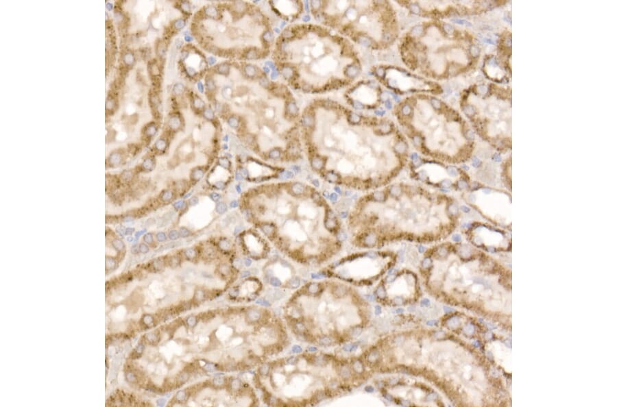 Immunohistochemistry - Anti-GLUD2 Antibody (A9935) - Antibodies.com