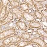 Immunohistochemistry - Anti-GLUD2 Antibody (A9935) - Antibodies.com