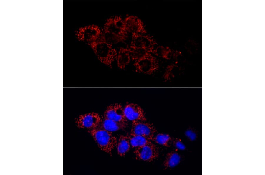 Immunofluorescence - Anti-GLUD2 Antibody (A9935) - Antibodies.com