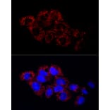 Immunofluorescence - Anti-GLUD2 Antibody (A9935) - Antibodies.com