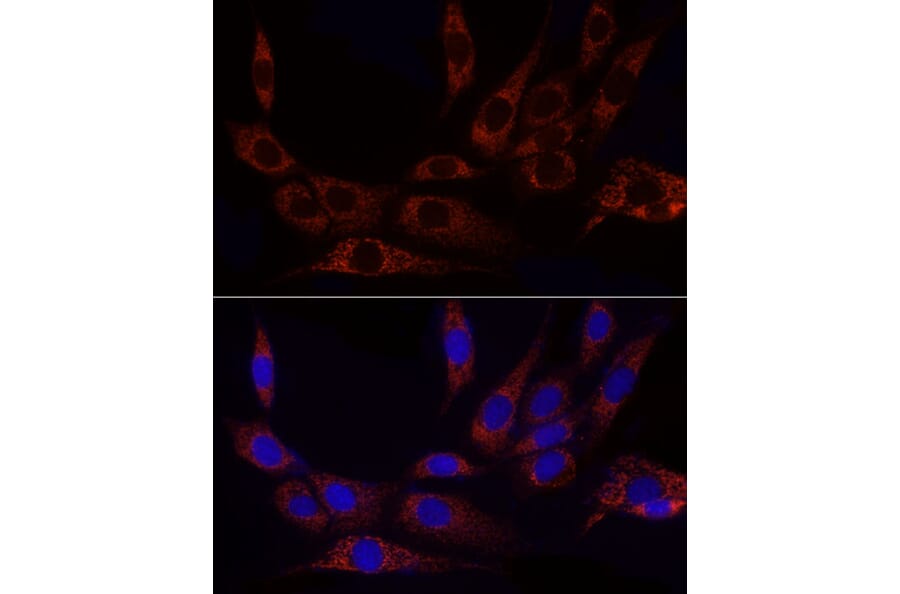 Immunofluorescence - Anti-GLUD2 Antibody (A9935) - Antibodies.com