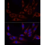 Immunofluorescence - Anti-GLUD2 Antibody (A9935) - Antibodies.com