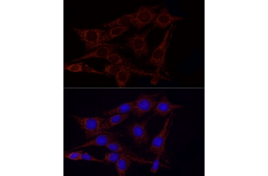 Immunofluorescence - Anti-GLUD2 Antibody (A9935) - Antibodies.com