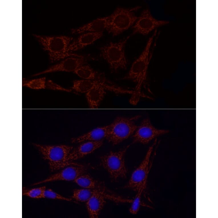 Immunofluorescence - Anti-GLUD2 Antibody (A9935) - Antibodies.com