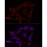 Immunofluorescence - Anti-GLUD2 Antibody (A9935) - Antibodies.com