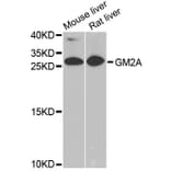 Western Blot - Anti-GM2A Antibody (A6605) - Antibodies.com