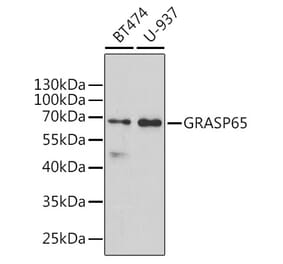 Western Blot - Anti-GRASP65 Antibody (A9939) - Antibodies.com