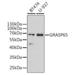 Western Blot - Anti-GRASP65 Antibody (A9939) - Antibodies.com