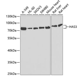Western Blot - Anti-HAS3 Antibody (A9941) - Antibodies.com