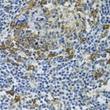 Immunohistochemistry - Anti-Hsp105/HSP110 Antibody (A9944) - Antibodies.com
