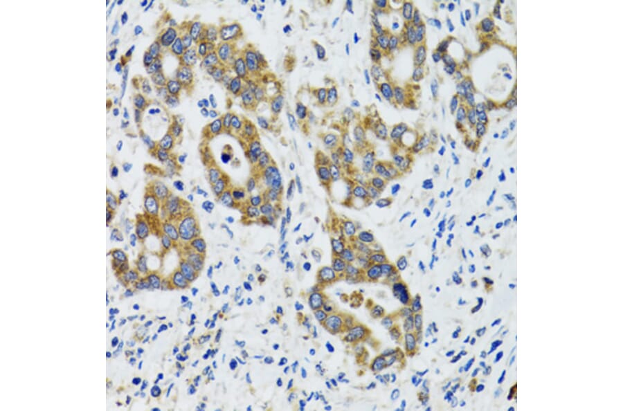 Immunohistochemistry - Anti-HYOU1 Antibody (A6625) - Antibodies.com
