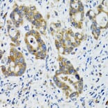 Immunohistochemistry - Anti-HYOU1 Antibody (A6625) - Antibodies.com